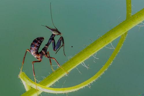 幽灵螳螂2之突变,突变——基因变异下的生存之战